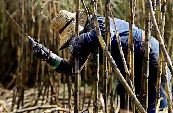 GOBIERNOS DE MÉXICO Y MORELOS FORTALECEN AL SECTOR CAÑERO CON NUEVOS APOYOS