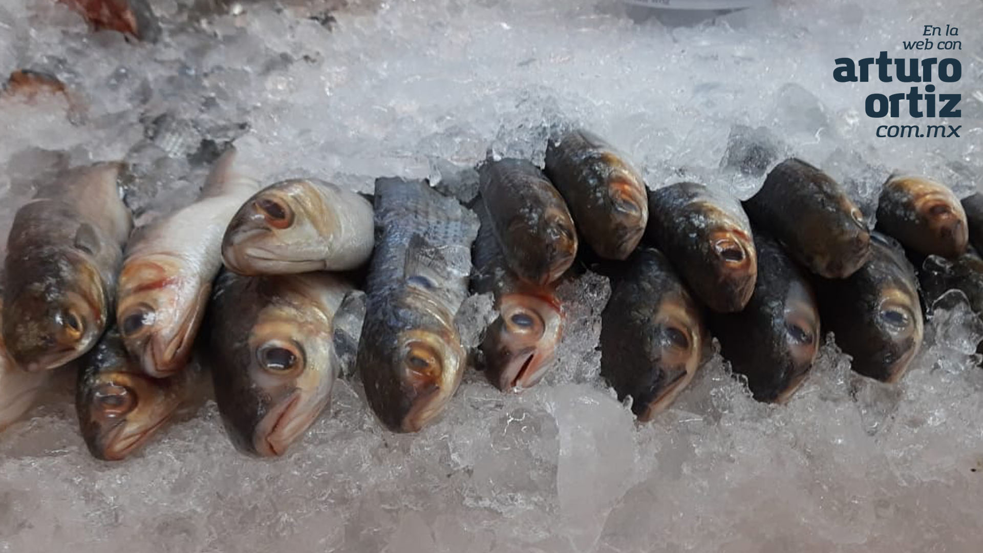 INCREMENTA EN 20% EL COSTO DE PESCADOS Y MARISCOS EN CUARESMA