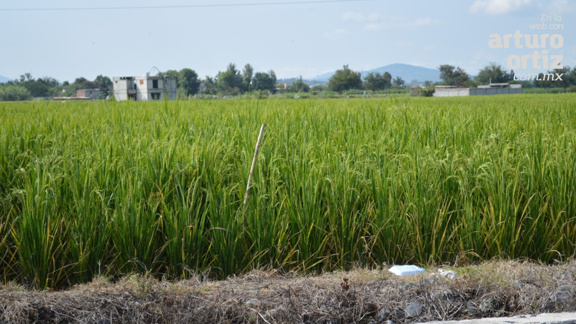 PONEN SUS EXPECTATIVAS EN EL CULTIVO DE ARROZ