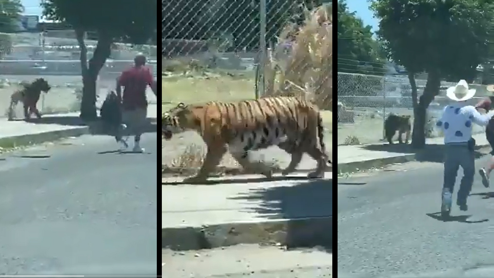 SE ESCAPA TIGRE E INTENTAN LAZARLO PARA CAPTURARLO