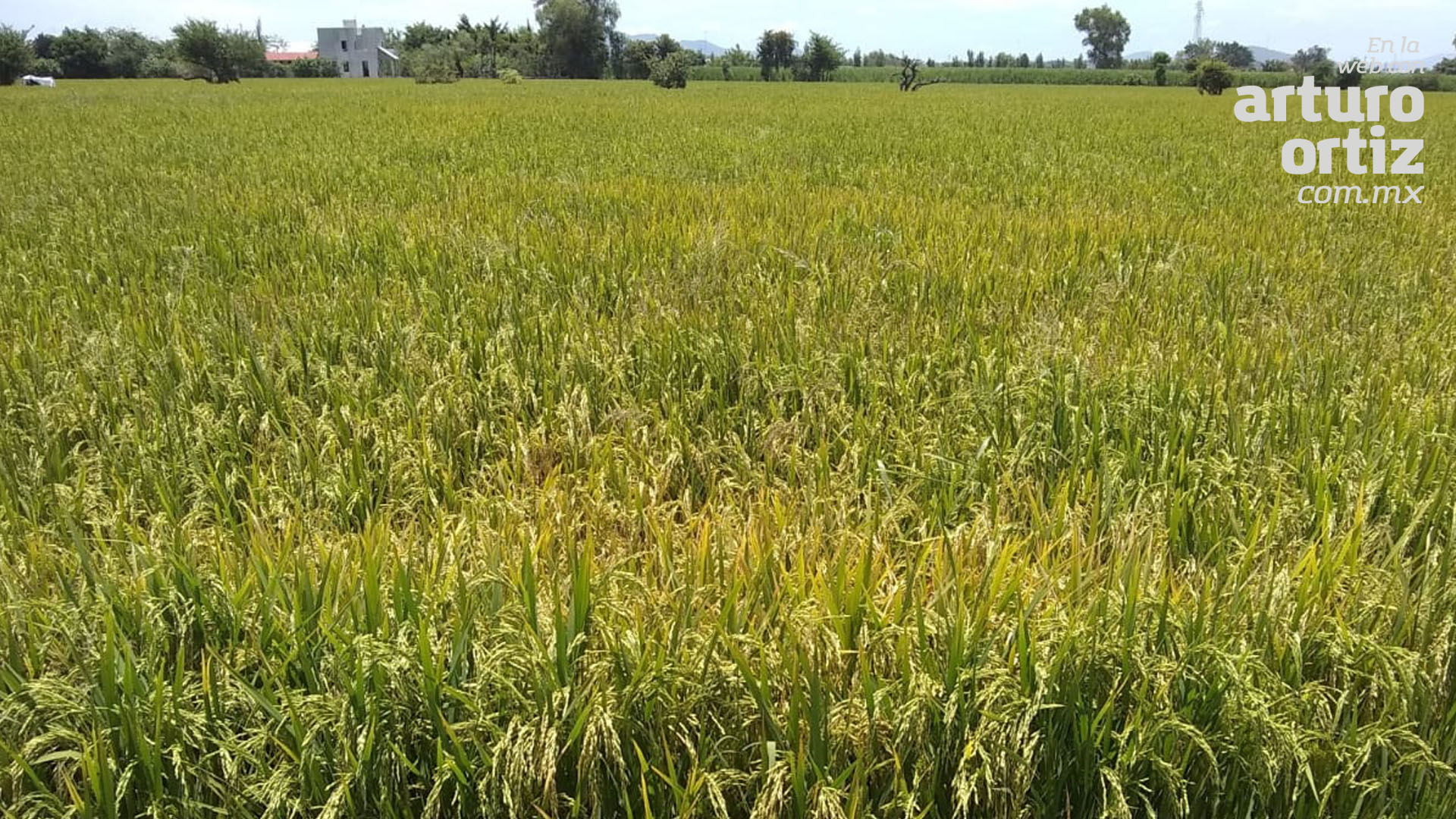 PREOCUPA A AGRICULTORES CONTAMINACIÓN DEL RÍO CUAUTLA