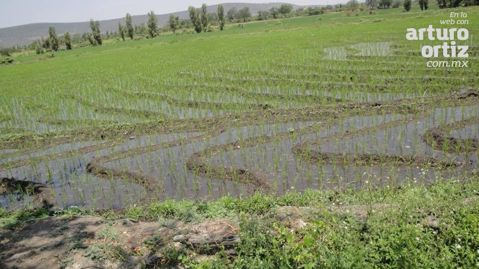 BUSCAN ARROCEROS, AJUSTAR PRECIO DEL GRANO HASTA EN UN 50 POR CIENTO