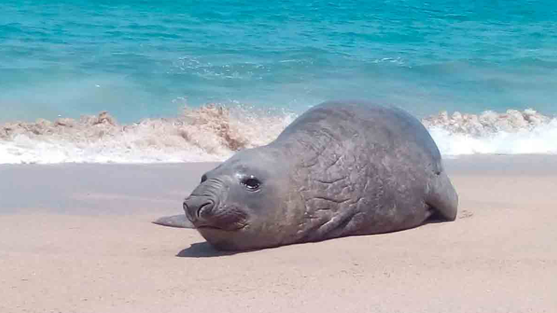 ELEFANTE MARINO DESCANSA SOBRE PLAYA DE NAYARIT