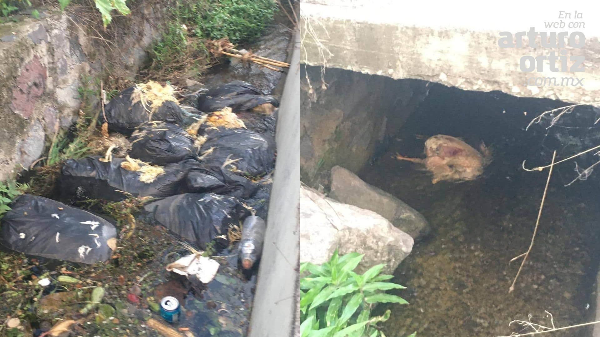 TIRAN POLLOS MUERTOS EN CARRETERAS DE CUAUTLA