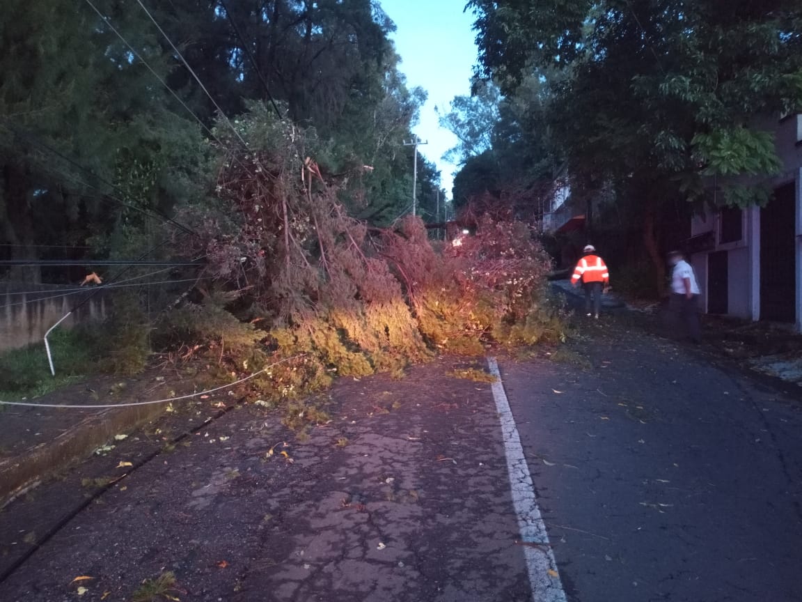 LLUVIAS PROVOCAN CAÍDA DE ÁRBOLES Y BARDAS