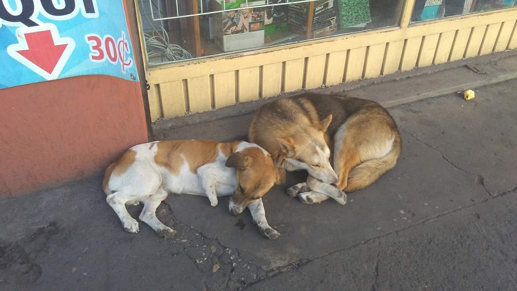 CONDENAN ACTIVISTAS MALTRATO ANIMAL