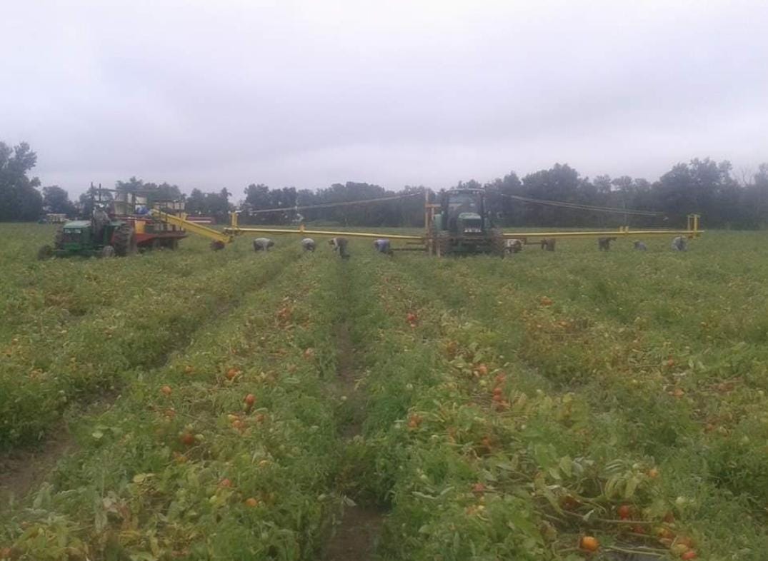 MÁS DE 700 PERSONAS SE HAN IDO COMO JORNALEROS AGRÍCOLAS A CANADÁ: SNE