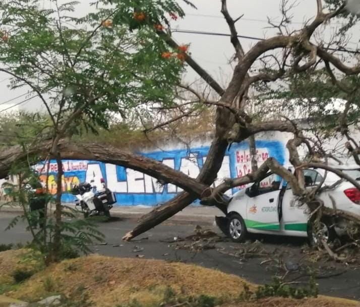 VENTARRÓN ARRANCA AL MENOS UNA DECENA DE ÁRBOLES EN CUERNAVACA