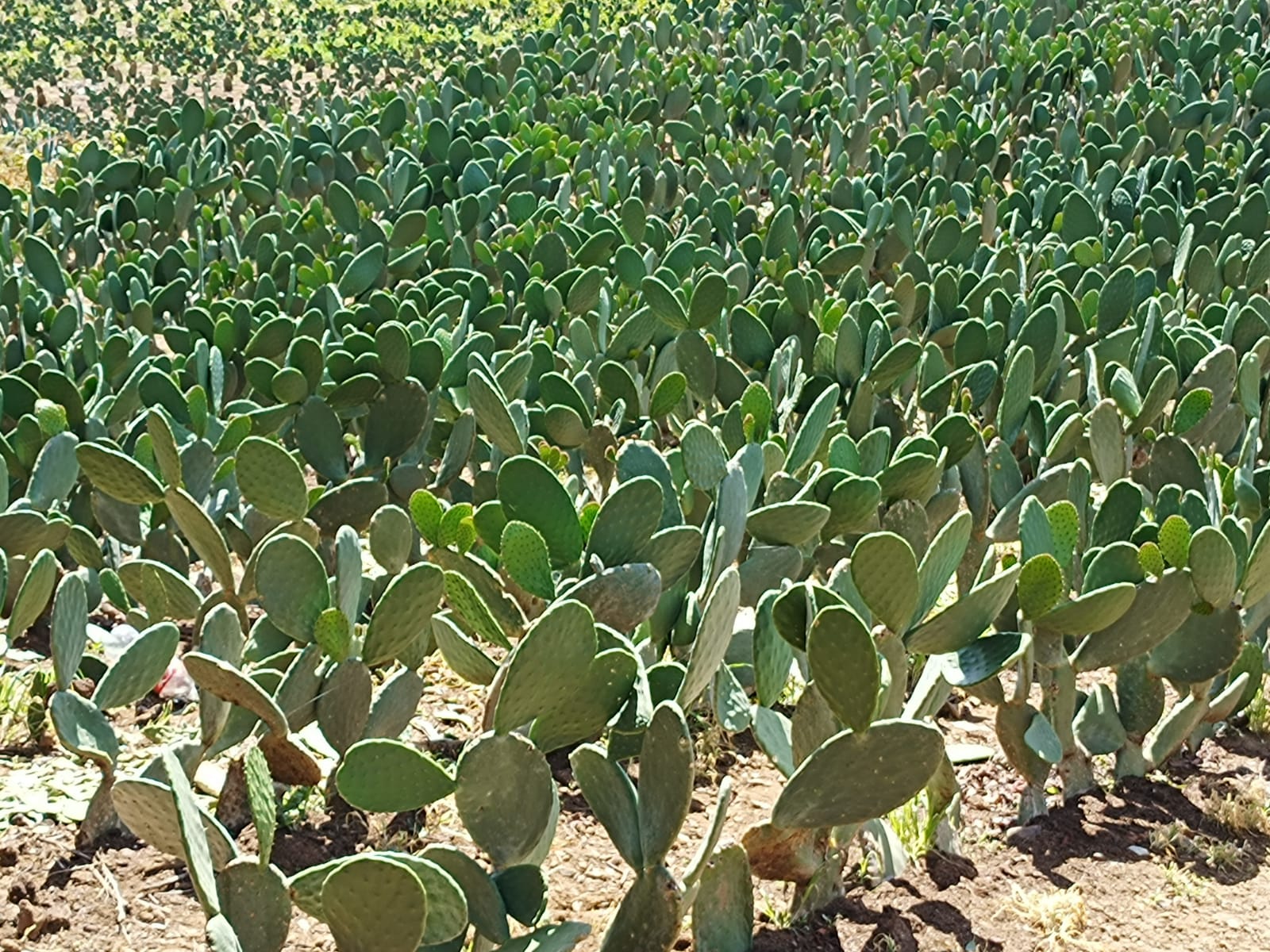 AFECTA LA COCHINILLA LA PRODUCCIÓN DEL NOPAL