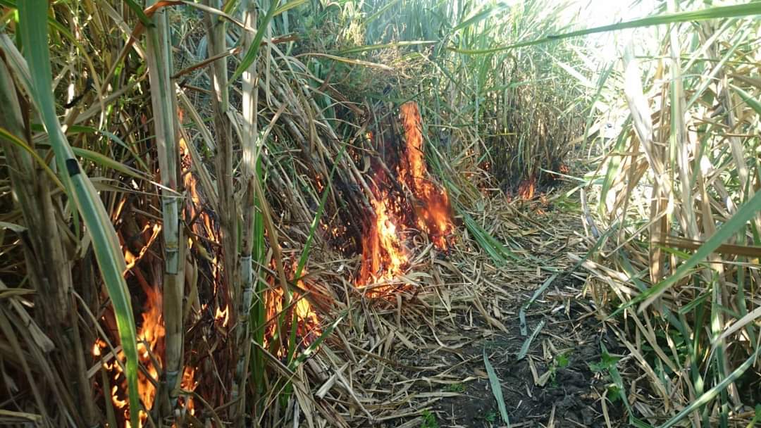 PROMOVERÁN EL CORTE EN VERDE DE LA CAÑA DE AZÚCAR