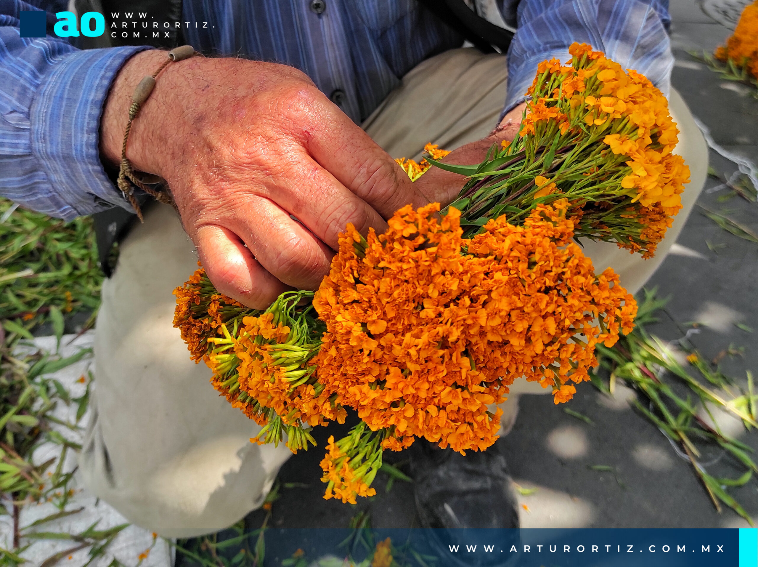 FLOR DE PERICÓN COMO AMULETO