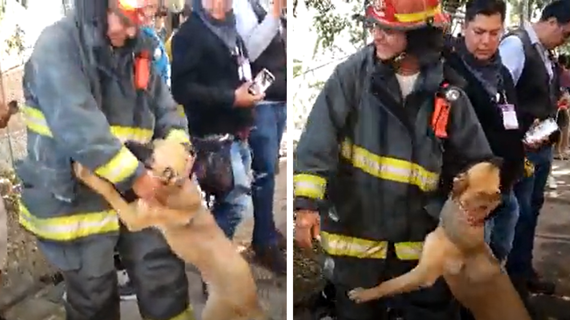 PERRITO AGRADECE A BOMBERO POR RESCATARLO DE UN INCENDIO