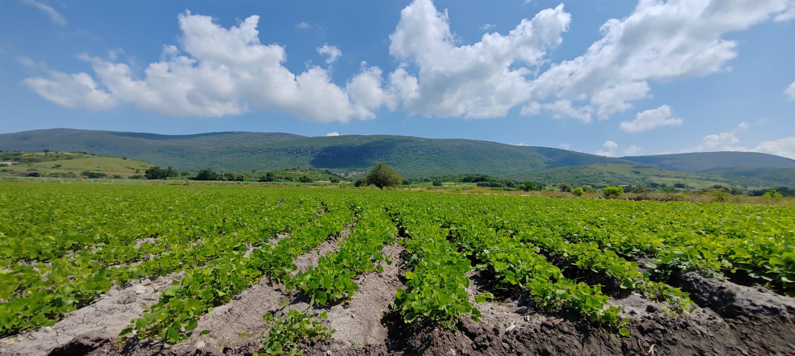 GUERRA EN UCRANIA AFECTA PRODUCCIÓN DE JICAMA