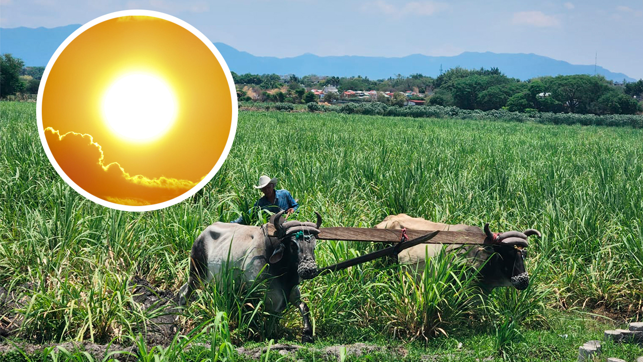 EN RIESGO LA PRODUCCIÓN DE MAÍZ, SORGO Y TOMATE POR FALTA DE LLUVIAS EN MORELOS