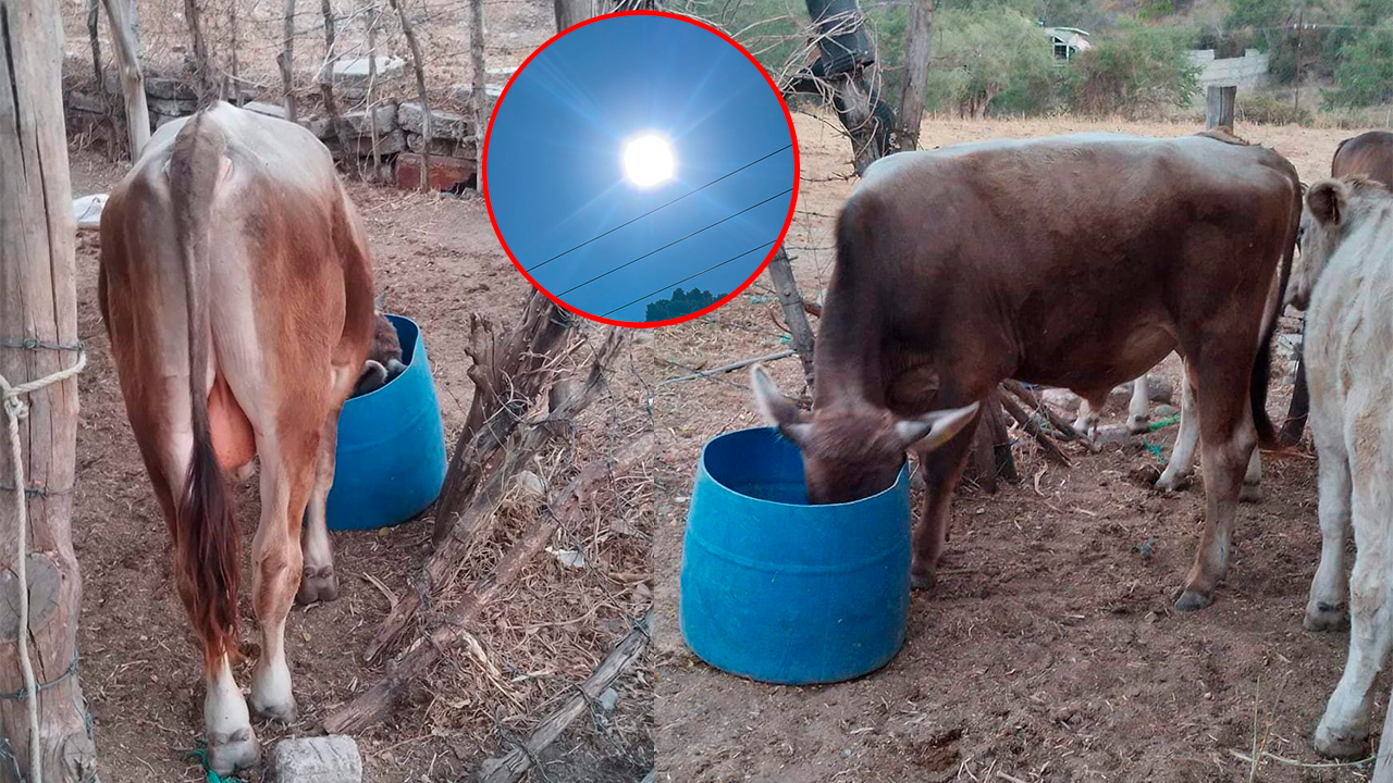 GANADEROS EN ALERTA POR INTENSAS TEMPERATURAS