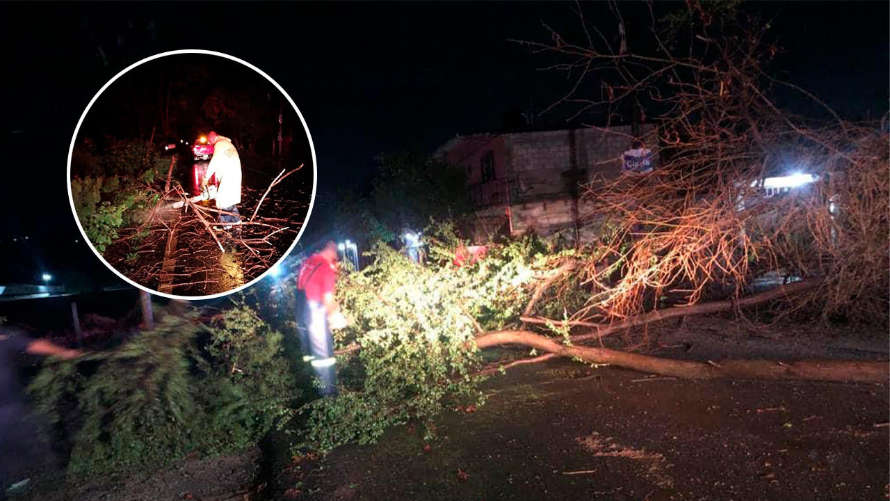 LLUVIAS INTENSAS DERRIBARON SEIS ÁRBOLES EN YAUTEPEC