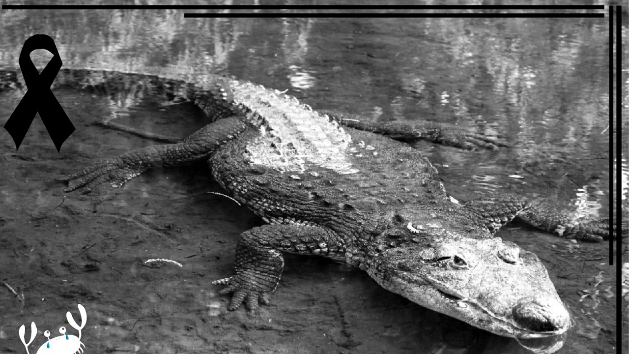 MUERE COCODRILO DEL PARQUE CHAPULTEPEC