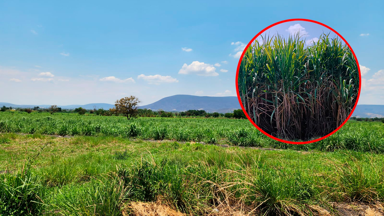 ESCASEZ DE LLUVIA AFECTA PRODUCCIÓN DE CAÑA DE AZÚCAR