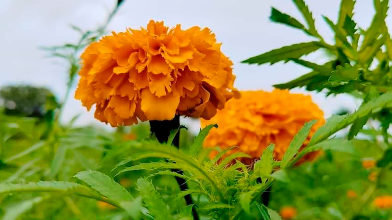 FLOR DE CEMPASÚCHIL PINTA DE NARANJA EL CAMPO DE LA ZONA SUR