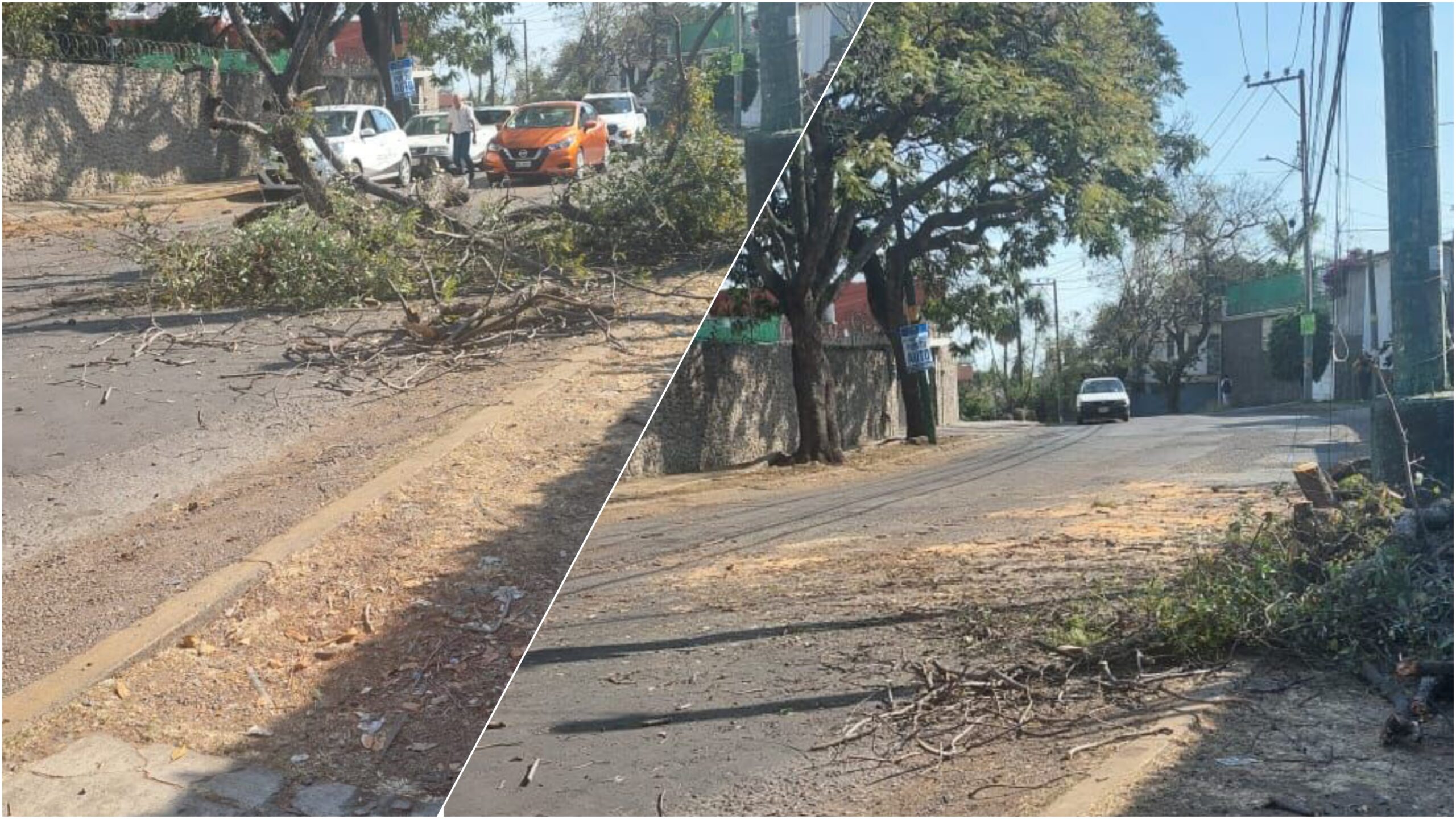 CAE ÁRBOL DE SEIS METROS EN LA COLONIA VOLCANES, CUERNAVACA