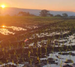 Lluvia favorece producción Arroz Sur Morelos