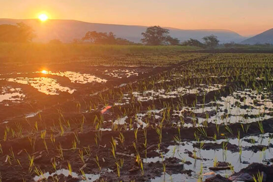 Lluvia favorece producción Arroz Sur Morelos