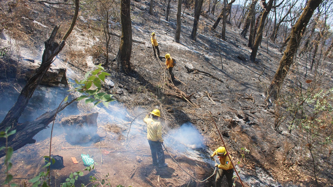 LIQUIDAN EL INCENDIO FORESTAL “EL ZAPOTE” EN TILZAPOTLA, PUENTE DE IXTLA