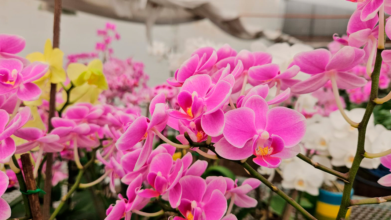 ORQUÍDEAS, LAS FAVORITAS PARA REGALAR EN EL DÍA DE LAS MADRES