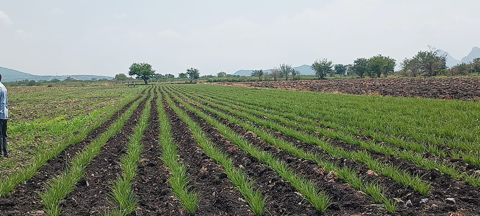 LLUVIAS BENEFICIAN LA PRODUCCIÓN AGRÍCOLA EN CUAUTLA