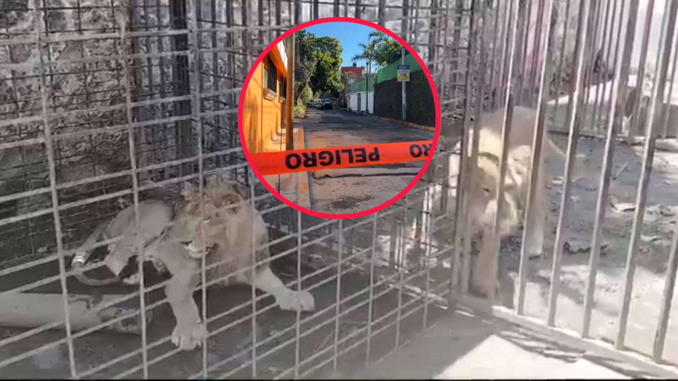 INVESTIGAN SI GRUPO DELICTIVO DABA DE COMER HUMANOS A LEONES EN CUERNAVACA