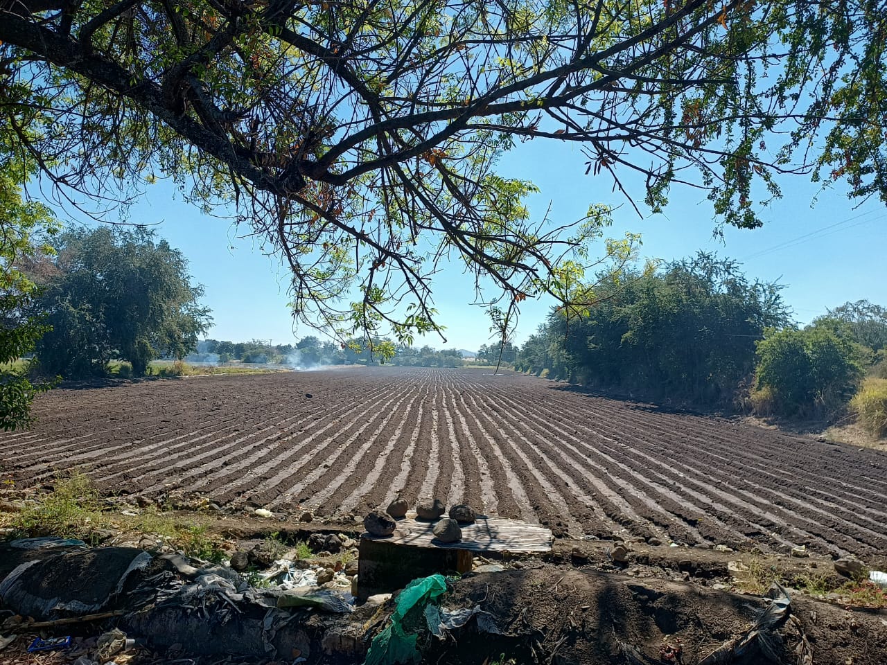 LLUVIAS TOMAN POR SORPRESA A CAMPESINOS Y LOS DEJA SIN SEMBRAR MÁS DE 600 HECTÁREAS