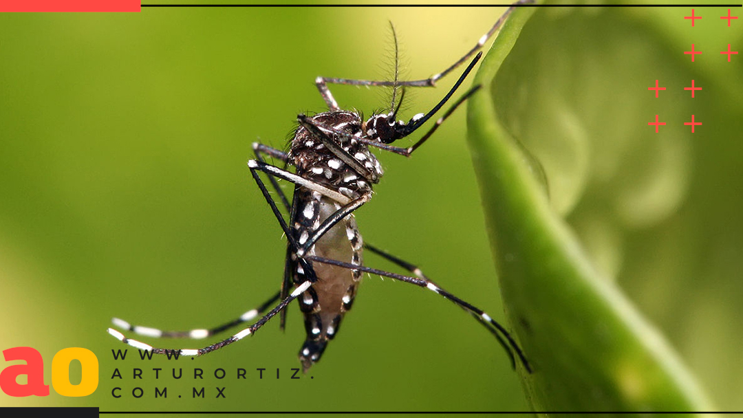 AUMENTA A 14 MUERTOS DE DENGUE EN MORELOS