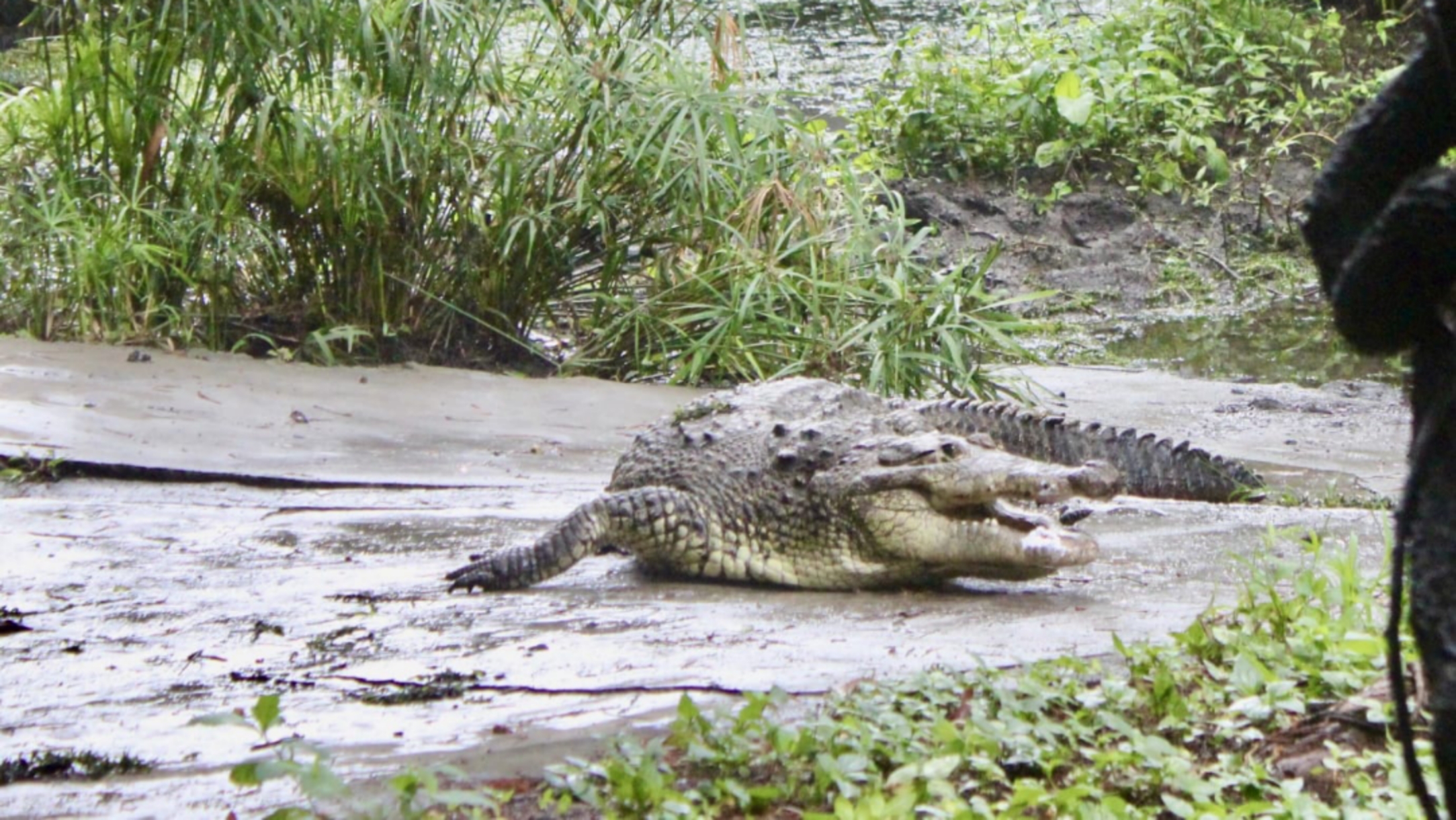 MUERE “GORDO”, EL EMBLEMÁTICO COCODRILO DEL PARQUE BARRANCA CHAPULTEPEC