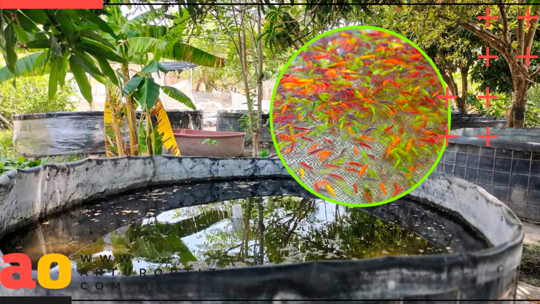 REGALARÁN PECES PARA COMBATIR AL MOSQUITO DE DENGUE EN EL SUR DE MORELOS