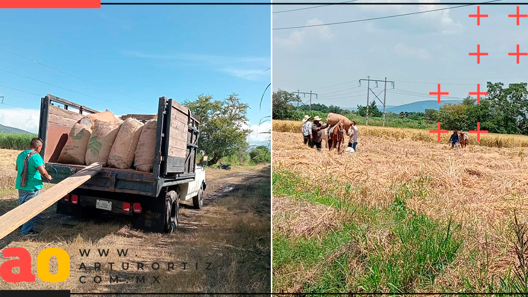 INICIA COSECHA DEL “MEJOR ARROZ DEL MUNDO” EN LA REGIÓN SUR DE MORELOS