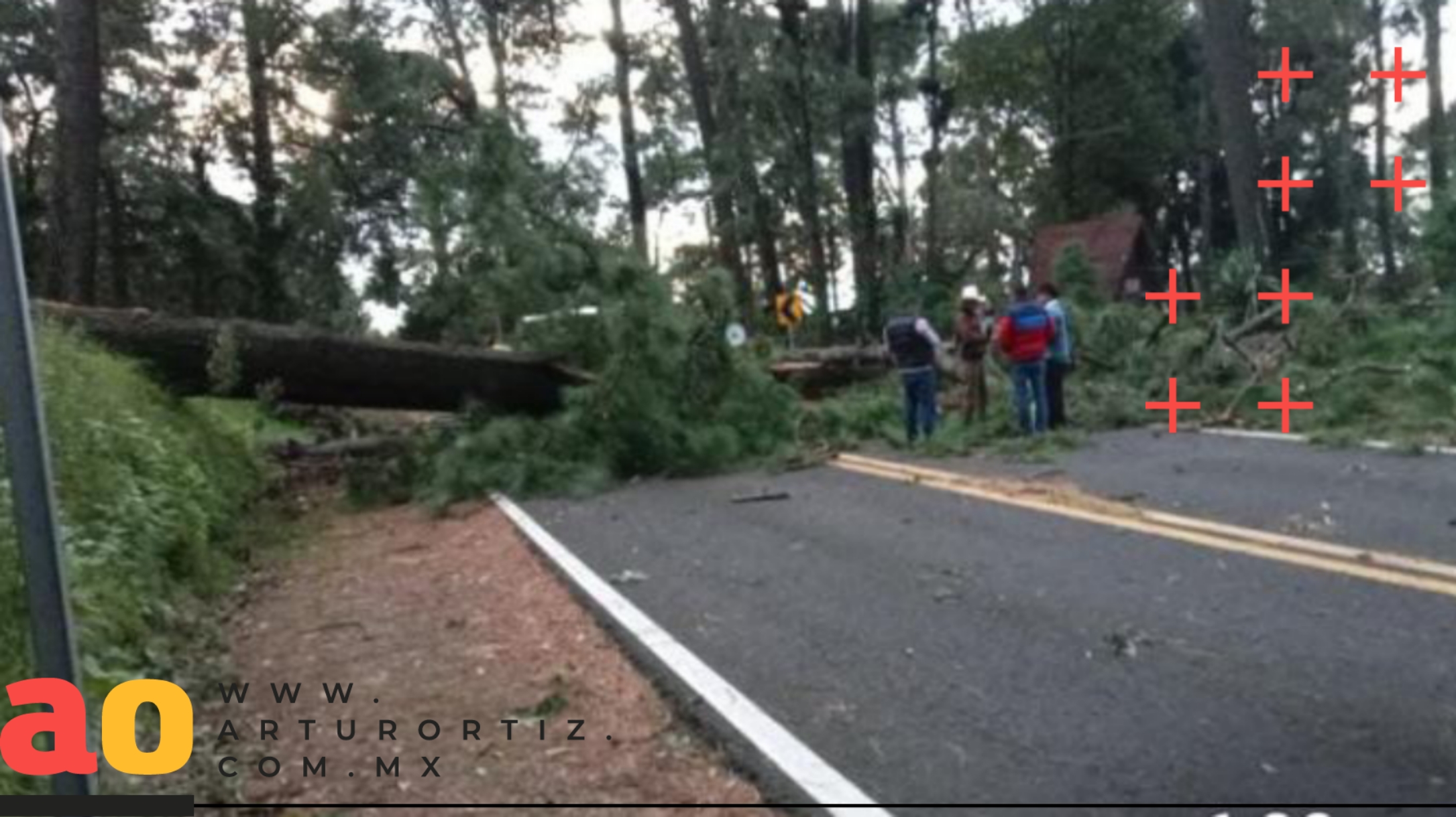 VIENTOS PROVOCAN CAÍDA DE ÁRBOLES EN CUERNAVACA