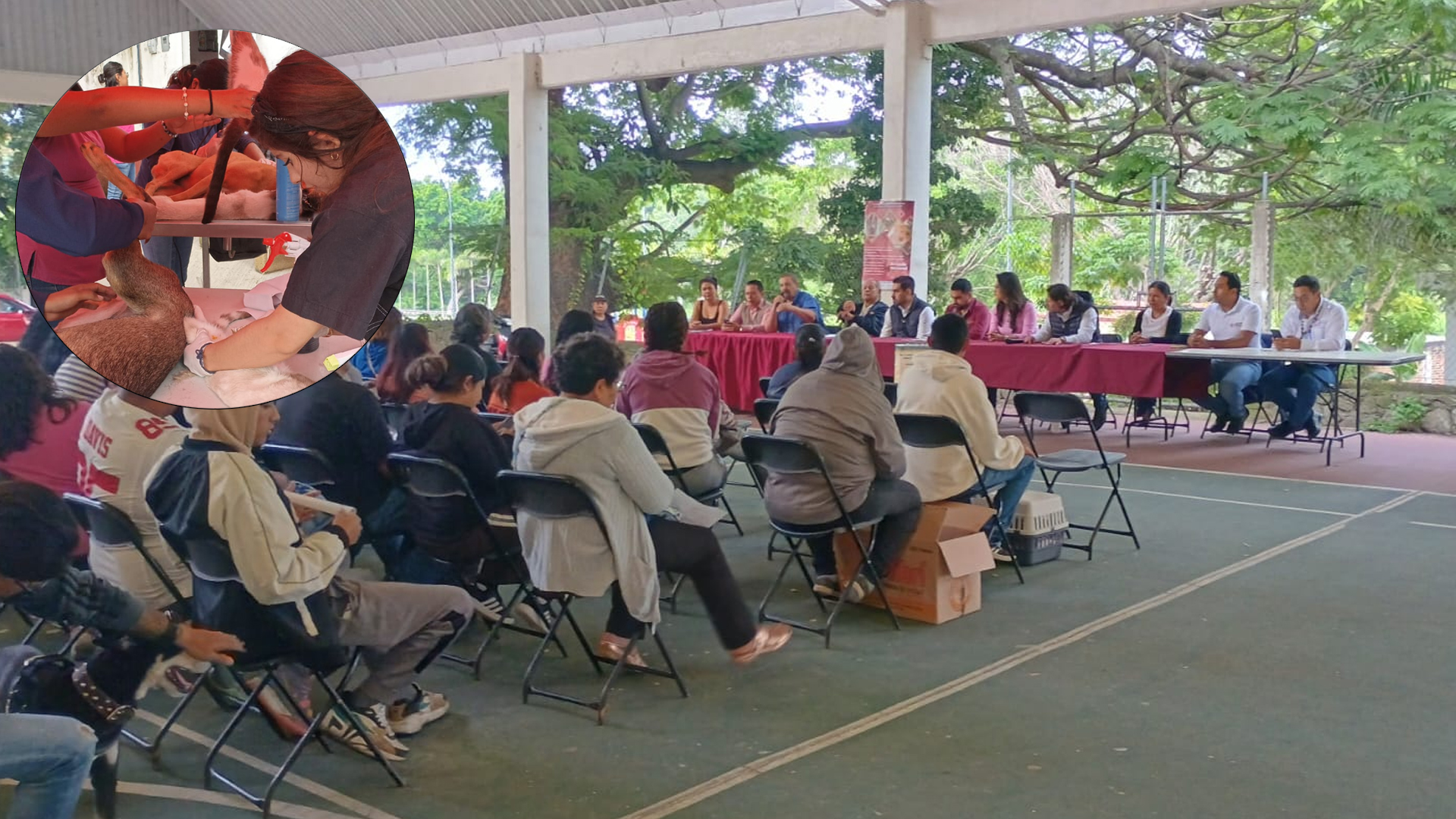 REALIZAN EN CUAUTLA CAMPAÑA MASIVA DE ESTERILIZACIÓN