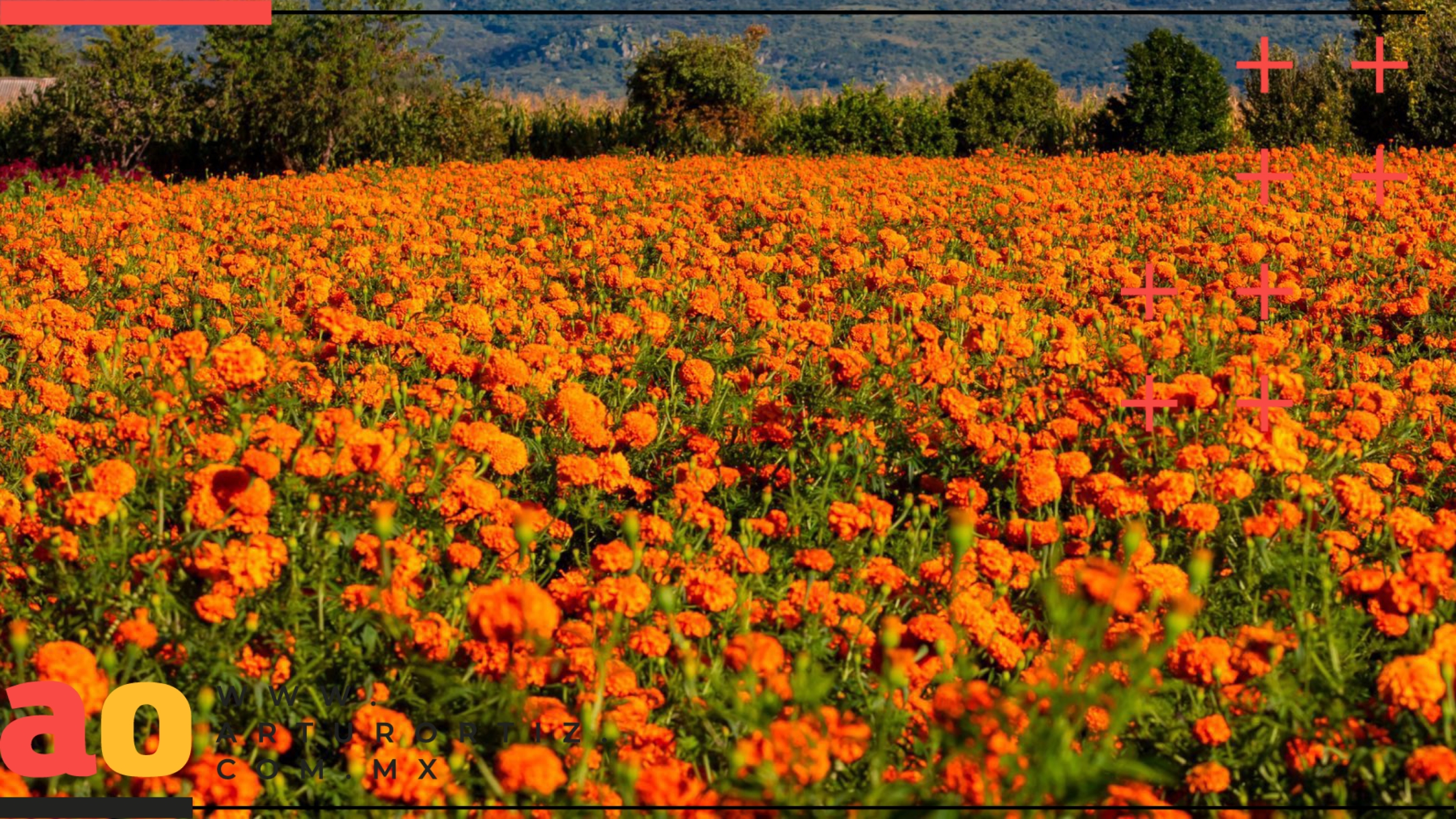 ¿DÓNDE COMPRAR FLOR DE CEMPASÚCHIL EN MORELOS?