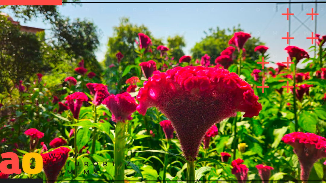 LA FLOR DE TERCIOPELO, IMPORTANTE PARA EL DÍA DE MUERTOS