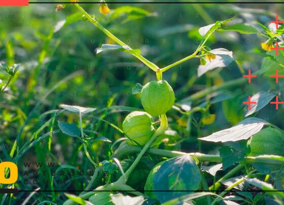 Productores de tomate verde en Morelos enfrentan caída de precios.