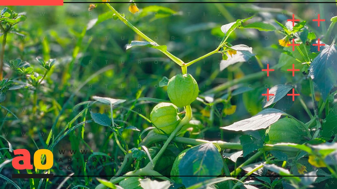 CAE PRECIO DEL TOMATE VERDE EN MORELOS