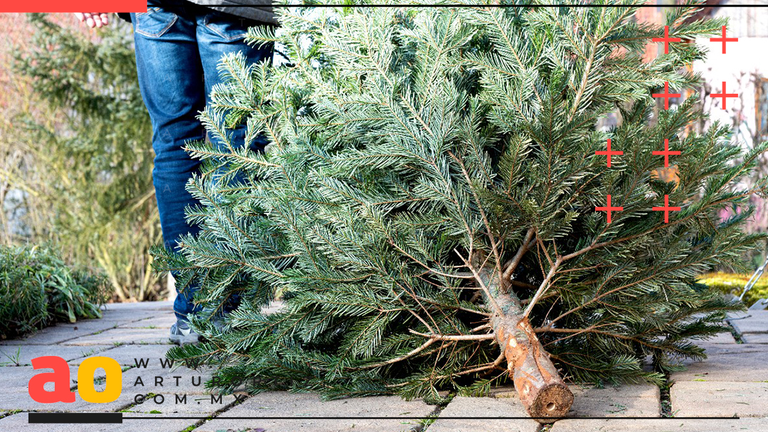 INSTALAN CENTROS PARA RECICLAR ÁRBOLES DE NAVIDAD NATURALES EN MORELOS