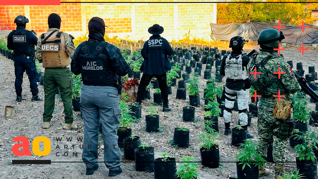 ASEGURAN INVERNADERO DE MARIHUANA EN ANENECUILCO, AYALA