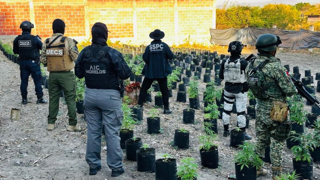 Plantío de Marihuana en Ayala, Morelos.