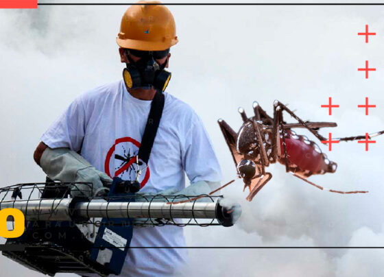 Mosco del dengue crea resistencia