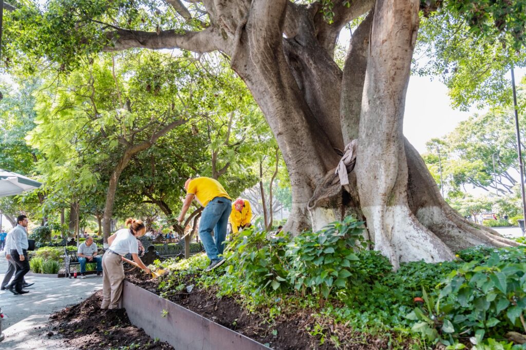 Saneamiento de árboles en Plaza de Armas de Cuernavaca: intervención por plagas y enfermedades
