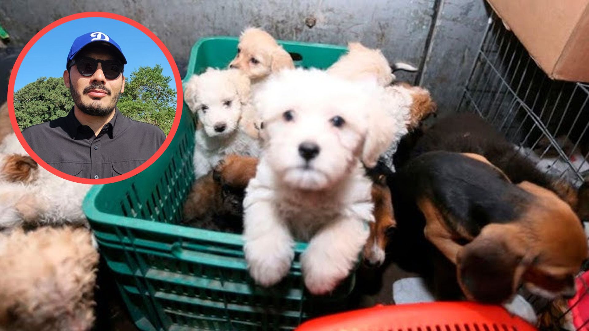 MULTARÁN A QUIENES VENDAN ANIMALES EN CUAUTLA