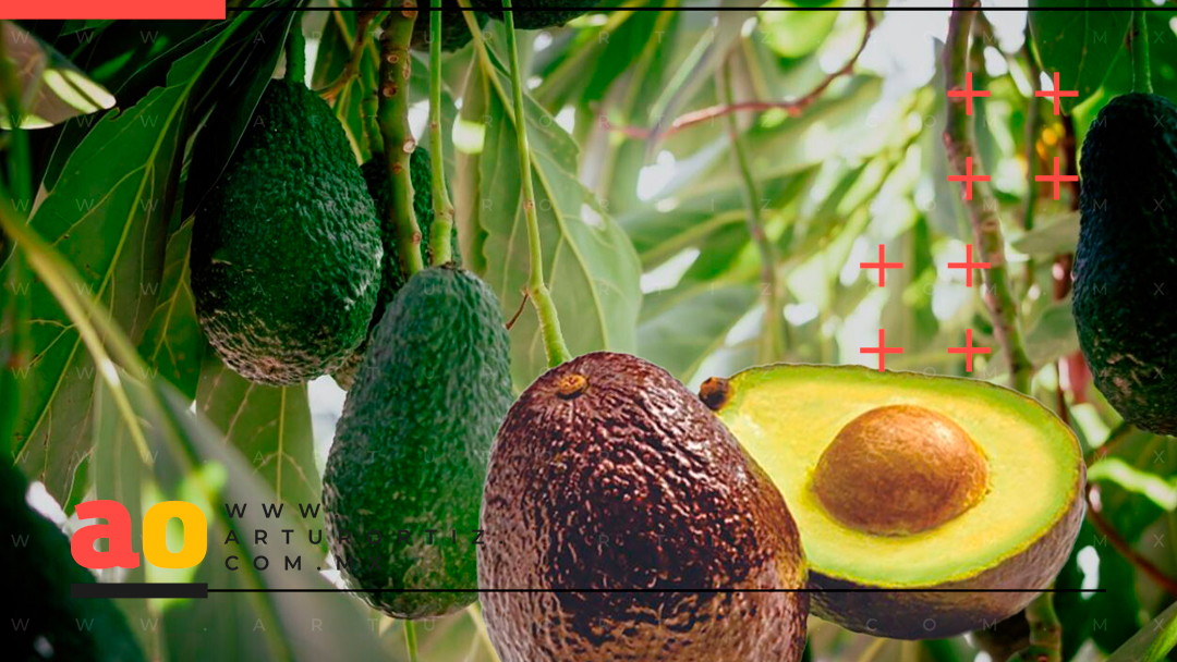 MORELOS BUSCA SER EL PRINCIPAL EXPORTADOR DE AGUACATE A EUROPA