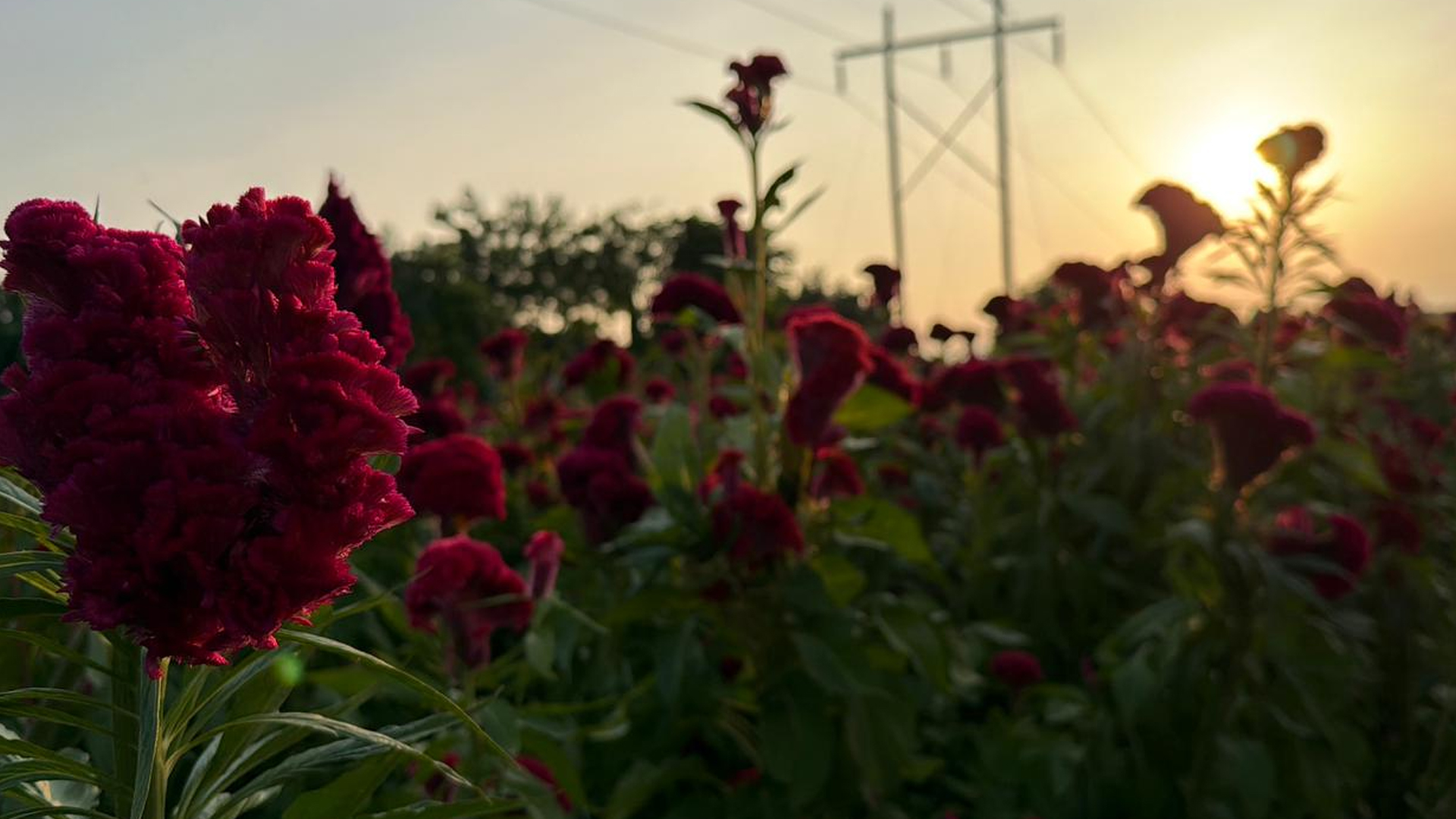 FLOR DE TERCIOPELO EN RIESGO POR CAMBIOS DE CLIMA EN LA REGIÓN SUR DE MORELOS