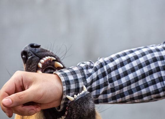 Muere niño atacado por perro Huitzilac